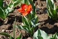 Cultivation of tulips in wooden boxes